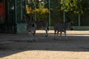 Zebras Zoo Enclosure Daytime. Two zebras stand in a zoo enclosure on a sunny day, likely for public viewing and conservation. photo