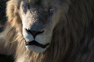 Lion, Closeup - A portrait of a white lion with a close-up view of its face. photo