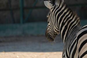 Zebra Zoo Enclosure Wildlife. Captive Zebra viewed from behind in a zoo enclosure, likely for conservation or exhibition purposes. photo