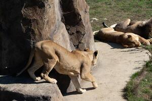 Lions, Zoo, Enclosure. A lioness walks near rocks while other lions rest. photo