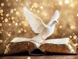 White dove perched on open book with golden bokeh background creating a serene atmosphere during peaceful moments photo