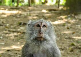 A Portrait of the Balinese Long Tailed Monkey in the Monkey Forest photo