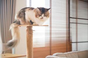 Cute crossbreed Persian cat stay on a wooden cat tree in human house. A cat tree is an artificial structure for a cat to play. photo