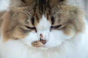 Close up of Persian cat feel stressed or depressed emotional. Inactivity, changes in behavior and personality may be signs your kitty is depressed. photo