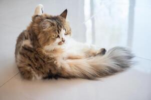 Cute crossbreed Persian cat while grooming itself. A mixed breed cat is a cross between cats of two different breeds. photo