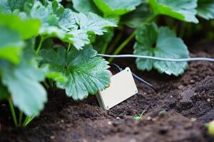 Smart farming technology in action with soil sensor in vegetable garden photo