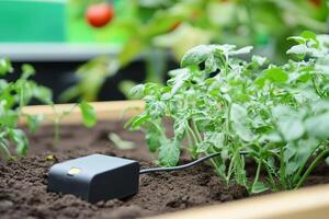 Smart garden technology enhancing tomato plant growth with soil sensor monitoring photo