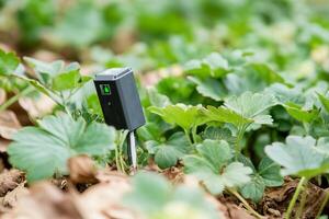 Smart sensor for monitoring soil moisture in strawberry field for efficient agriculture photo
