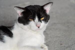 Close up of a black and white cat with intense yellow eyes photo
