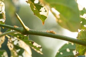 Ants carrying food on a branch during sunset, highlighting nature unity, teamwork, and survival instincts photo
