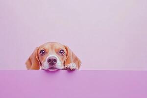 Cute young frightened beagle dog peeks out of a light purple barrier with his paws on it on pastel violet background with copy space photo