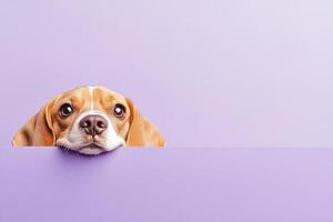 adorable curiously fluffy beagle dog peeking out from behind a pastel purple background with copy space photo