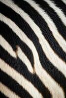 vertical image abstract natural texture black and white striped zebra print background photo