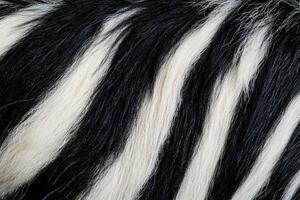 close-up abstract natural background texture black and white zebra stripes print photo