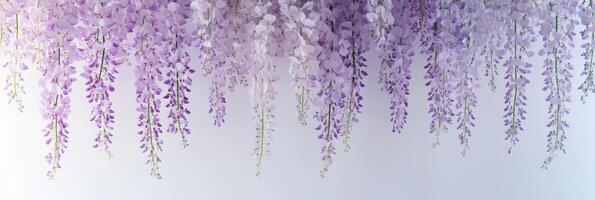 Cascading purple wisteria flowers against a soft white background emphasizing nature's beauty photo