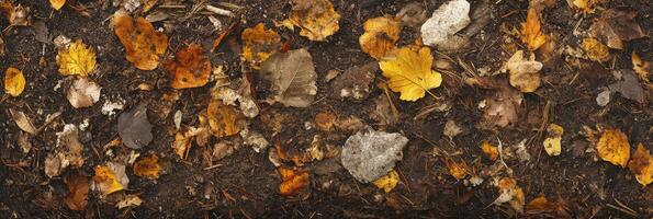 Top view of fallen autumn leaves on forest ground capturing seasonal beauty photo