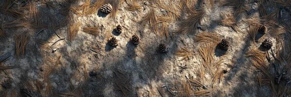 Pinecone and pine needle pattern on forest floor captured in sunlight photo