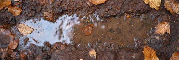 Autumn leaves surrounding a muddy puddle in a forest pathway photo