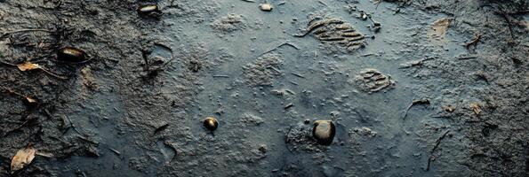 Footprints and insect tracks on mud surface exploring wilderness and nature trails photo