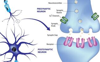 Structure of synapse vector