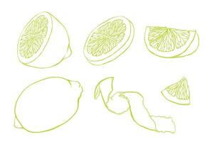 Set of slice and whole lemon, peel or zest of Lemon and isolated on white background. ink vintage engraving illustration for menu, web and label. Hand drawn in a graphic linear drawing citrus. vector