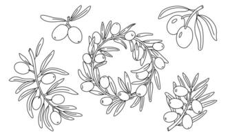set of branches with olives along the contour. Branches, a wreath with fruits. Isolated illustration on white. An environmentally friendly product with olive oil content. a symbol of a natural product vector