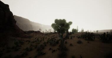 Scenic view of a desert landscape at dusk with cacti and rocky formations video
