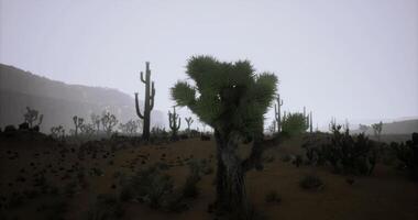 Mysterious desert landscape with cacti under a cloudy sky at dawn video
