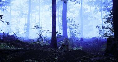 Misty forest landscape with trees and underbrush in twilight setting video