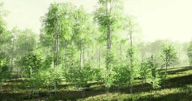 Sunlight filters through vibrant green trees in a serene forest setting video