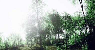 Lush green forest with sunlight filtering through trees during daytime video