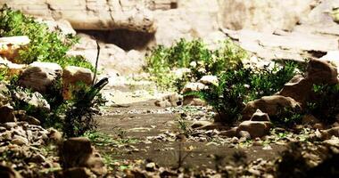 Lush greenery and rocky terrain create a tranquil pathway in nature video