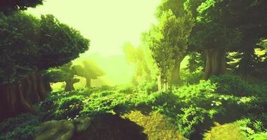 Vibrant forest landscape bathed in soft sunlight during early morning hours video