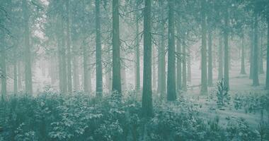 Snowy forest landscape reveals tall trees and a misty atmosphere in winter video