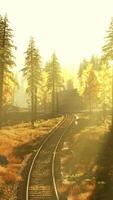 Deteriorating railway snaking through a dense pine forest at sunset video