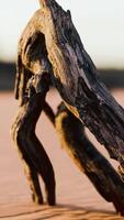 piece of an old root is lying in the sand of the beach video