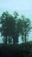 mystical forest with fog and shining behind trees video