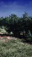 Tree Forrest in the Mountains video