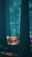 Pine forest with the last of the sun shining through the trees video