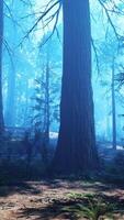 Pine forest with the last of the sun shining through the trees video