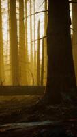 Burned trees after wildfire with pollution and a lot of smoke video