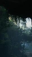 A dense and mysterious forest in China video