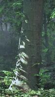 Sol raios fluindo através a árvore roupa de baixo do a sempre-verde floresta video