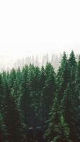 sunlight in spruce forest in the fog on the background of mountains at sunset video