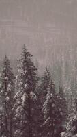 Misty fog in pine forest on mountain slopes video
