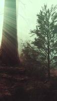 marvelous scenery of the coniferous forest at the end of autumn video
