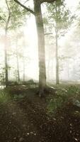 sunlight in the green forest in fog at spring time video