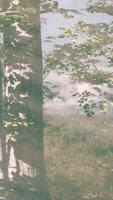 raios de sol em uma floresta em uma manhã nebulosa video