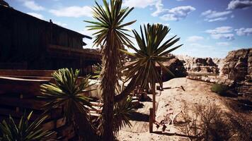 Desert scene with a unique cactus by rustic buildings in daylight video