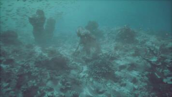 Exploring a vibrant underwater world filled with coral reefs and fish video